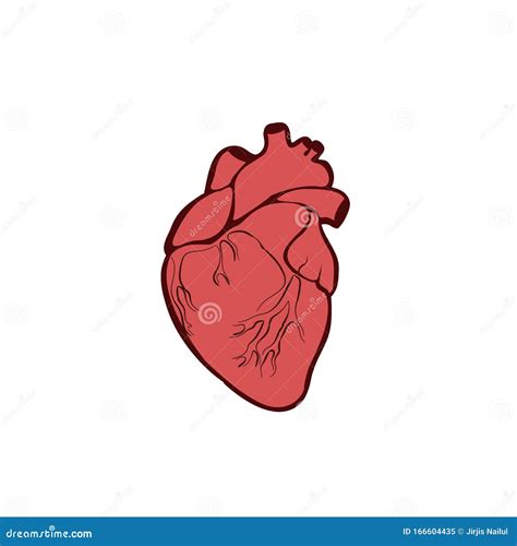 Anatomia Cardiaca Umana Simbolo Organs Illustrazione Vettoriale In