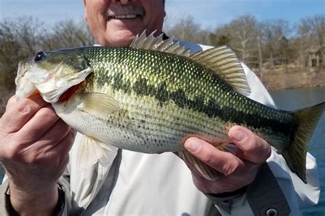 Spotted Bass Vs Largemouth Bass All You Need To Know Gary Spivack
