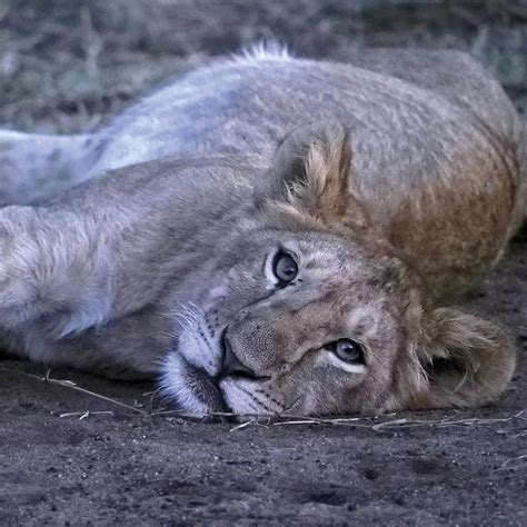 El León Panthera Leo Es Seguramente El Gran Felino Más Conocido Del
