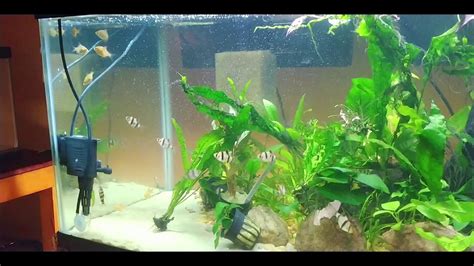 Contains the procedure for making a 20 cm nano low tech aquascape without filter, without co2 injection, with poor sand media. Aquascaping for Beginners: 40 Gallon update - P3 - YouTube