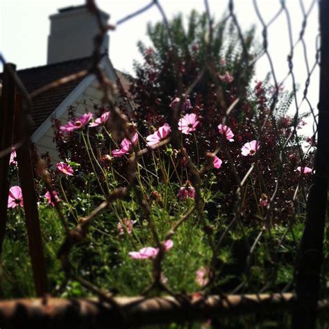 Beautiful Giant Cosmos Float In The Breeze Grew These From Seed