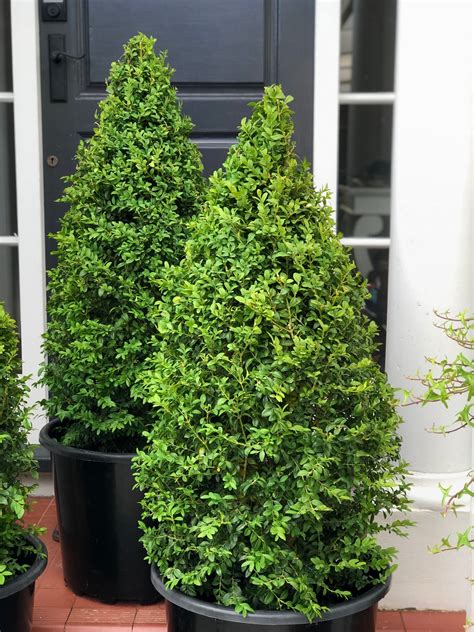 Box Boxwood And Buxus Topiary Hedge Garden Design And Nursery