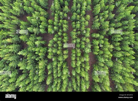 Pine Trees Birds Eye View Hi Res Stock Photography And Images Alamy