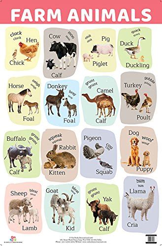 Buy Charts Farm Animals Charts Educational Charts For Kids Wall