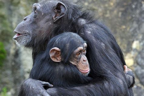 Chimpanzee Animaux Gorille Singe