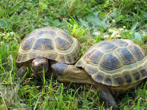 Mit vielen bildern von haltern aus ganz europa. Reptilien - Schildkröten Tieranzeigen Seite 12