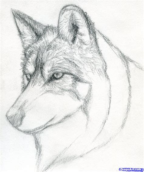 How To Draw A Wolf Head Mexican Wolf Step By Step Drawing Guide By