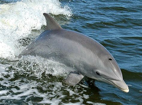 Common Bottlenose Dolphin Facts Always Learning
