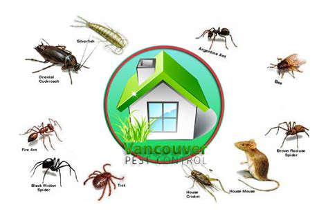 Category Pest Vancouver Pest Control Ltd