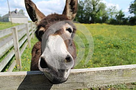 Jack The Irish Donkey Stock Image Image Of Mammal Fields 89606827