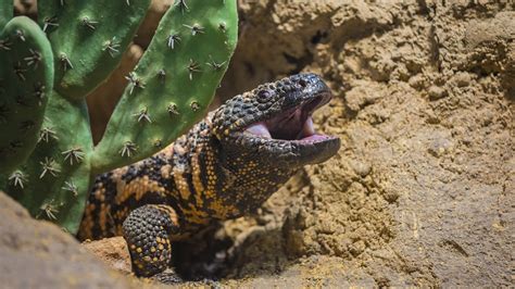 Gila Facts About Gila Monsters Live Science What Are The Shipping