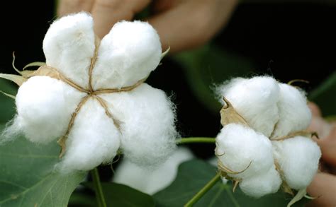 Cotton research from seed to shirt - CSIRO
