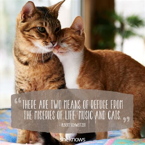 Refuge Animal Love Quotes Cat Love Quotes Kittens Cutest Cats And
