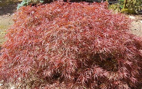 Acer Palmatum Dissectum Red Dragon Weeping Japanese Maple Tree Kigi