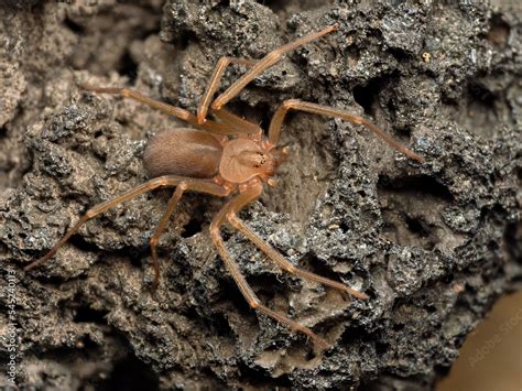 Brown Recluse Spiders Habitat