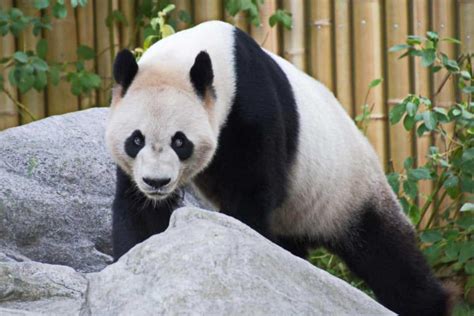 Taking Photos Of The Giant Pandas At The Toronto Zoo Unabashed Geek