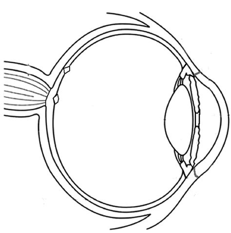 Diagram Of The Eye For Kids To Label Clipart Best