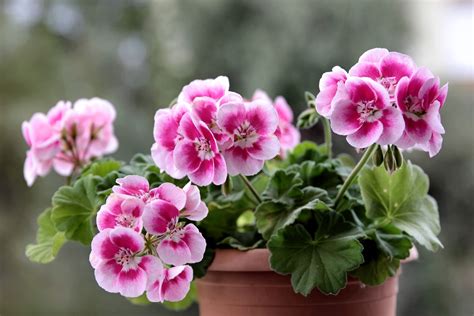 Jony Park How To Care For Geraniums