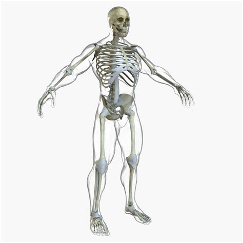 Male African American Anatomy 3d Model By Dcbittorf