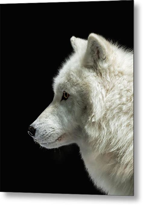 Arctic Wolf In Profile Metal Print By Susan Rissi Tregoning Arctic