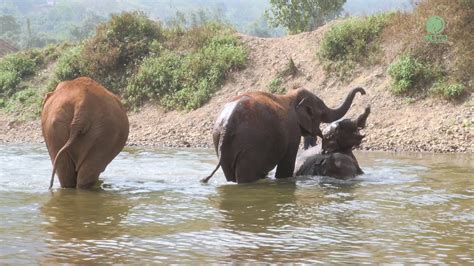 Elephants Enjoy Natural River Bathing Elephantnews Youtube