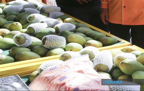 Harum manisnya si mangga harum manis perlis. Jadikan Mangga Harum Manis Hadiah Kepada Petugas Barisan ...