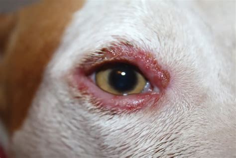 What Causes A Dogs Eyelid To Swell