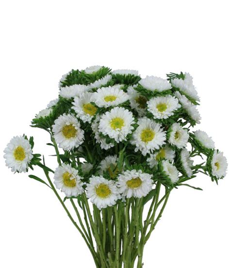 We are the most reliable floral source for florists orange county wholesale flowers is located in the heart of orange county, in santa ana, ca. OC Wholesale Flowers | Aster Matsumoto
