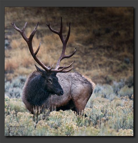 Monster Bull Elk A Gallery On Flickr