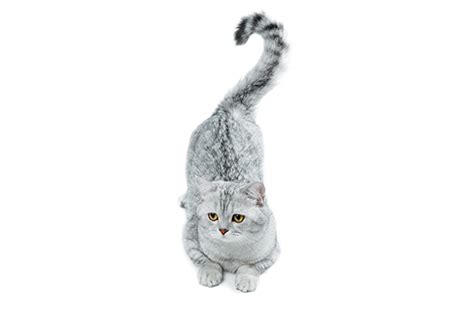 We're going to help you understand cat tail language. Decoding Cat Body Language - Catster