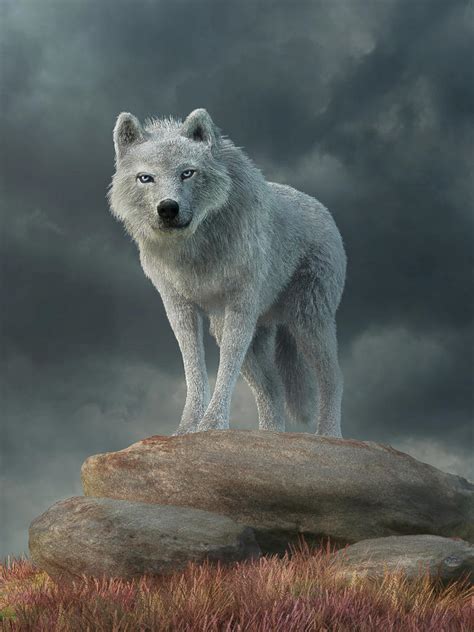 The White Wolf Digital Art By Daniel Eskridge Fine Art America