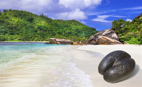 Seychelles Island Guide Where To Go For Wildlife Huffpost