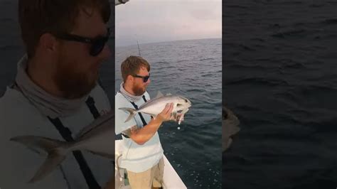 Amberjack Vs Almaco Jack Which Is Which Shorts Youtube