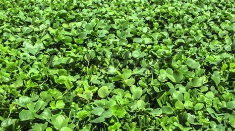 Tropical Ground Cover Plants About The Plant