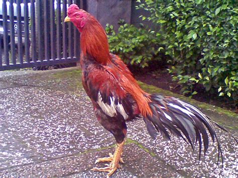 Cara membuat makanan ayam alternatif. Perawatan dan Pelatihan Ayam Bangkok - BUDIDAYAKU