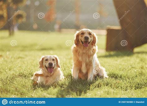 Two Beautiful Golden Retriever Dogs Have A Walk Outdoors In The Park