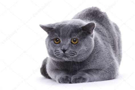 Cat Portrait British Shorthair ⬇ Stock Photo Image By © Emprise 2364682