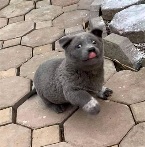The Internet Is In Love With This Puppy That Looks Like A