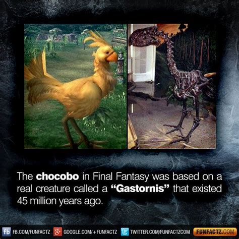 The Chocobo In Final Fantasy Was Based On A Real Creature Called A