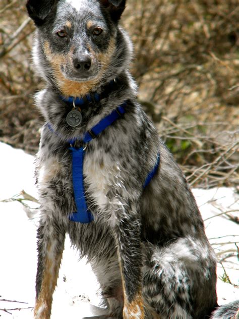 Blue Heelerborder Collie Mix Puppy Pinterest