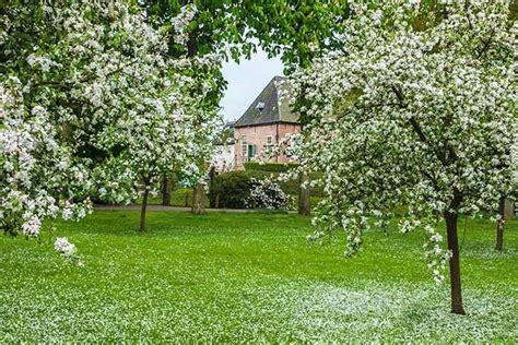 That said, pollination is improved with multiple trees, so keep this in mind if you have room for one or two more. fruit tree backyard garden - Google Search | Fruit trees ...