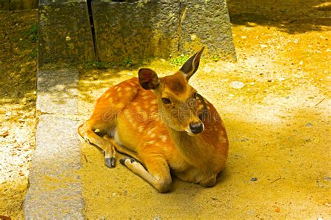 Sika Deer Is Bathing In The Sun Stock Image Image Of World Travel