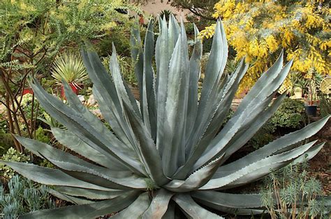 Agave Americana Agaves Agave Succulent Landscaping