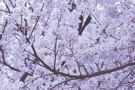 White Cherry Blossoms Wallpaper