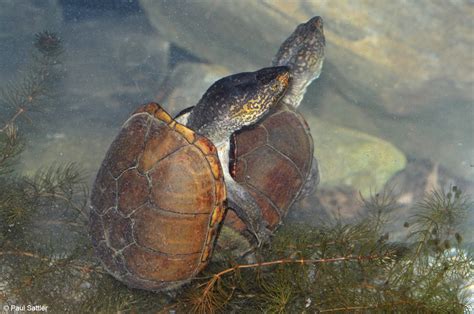 Southeastern Mud Turtle