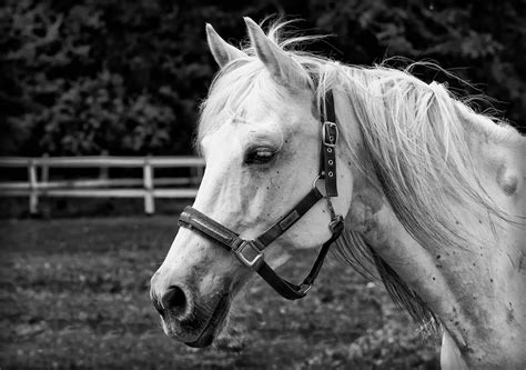 Wir bringen sie vor allem mit stummfilmen in verbindung: Schwarz & Weiß Foto & Bild | tiere, haustiere, pferde ...