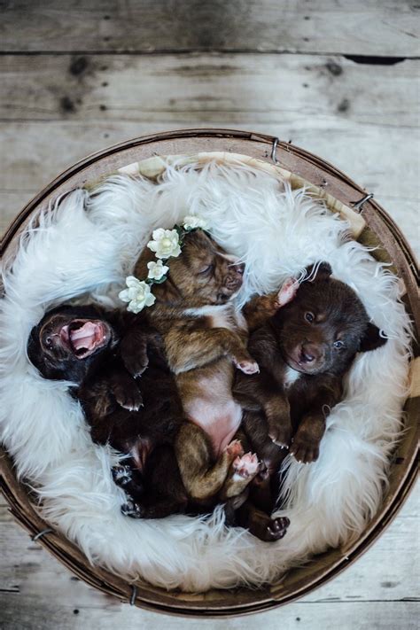 Newborn Puppies Baby Puppies Cute Puppies Dogs And Puppies Cute