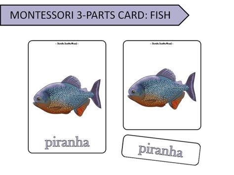 Montessori 3 Parts Card 35 Fish Flash Cards Etsy