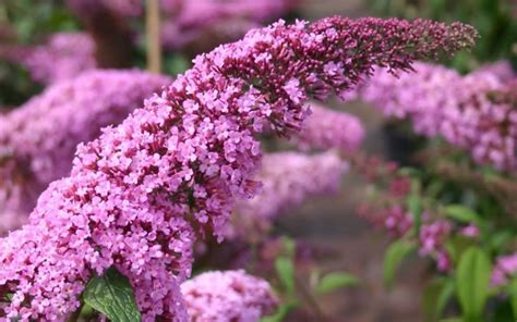 Buy Pink Delight Butterfly Bush Buddleia For Sale Online From Wilson