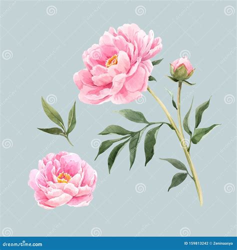 Watercolor Peony Flowers Vector Illustration Stock Vector